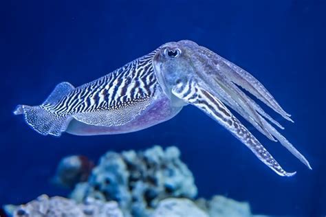 cuttlefish in tagalog|Today’s word is “Cuttlefish”. .